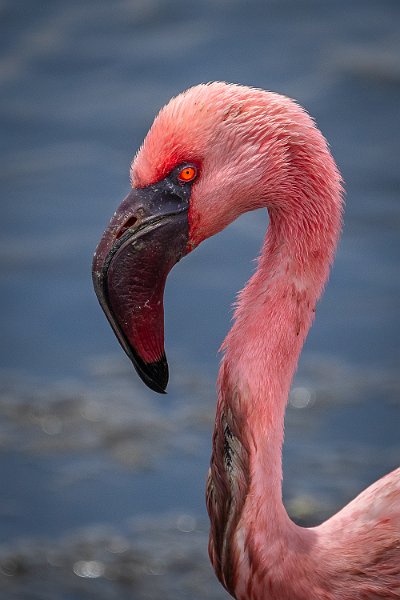 123 Walvisbaai, Namibie.jpg